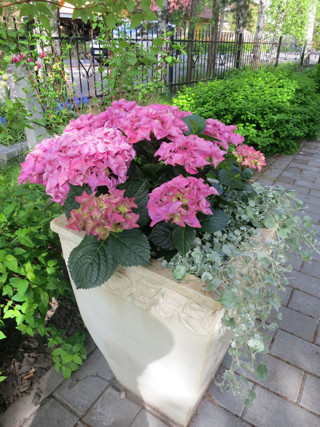 hortensia