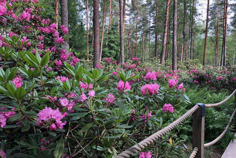 rodopuisto haagassa